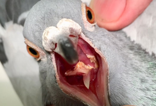 عوارض قارچی در پرندگان زینتی و راه درمان