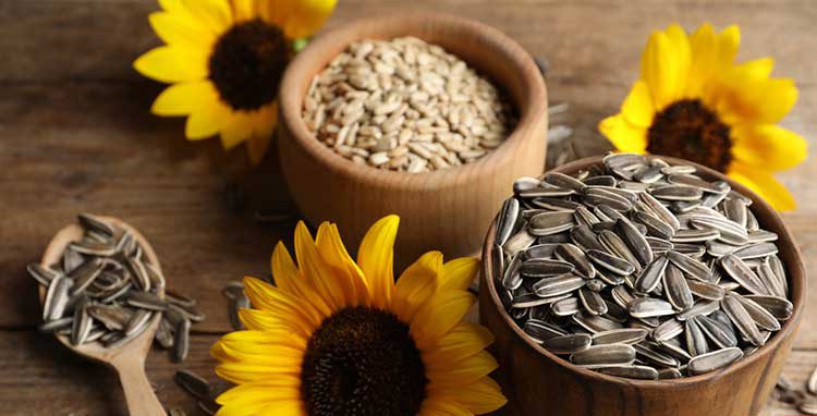 Sunflower seeds 1 | آیا قناری ها می توانند تخمه آفتابگردان بخورند؟