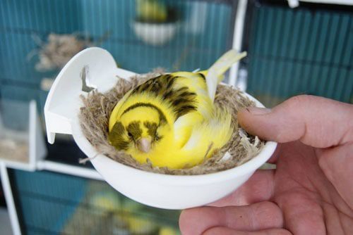 breeding canary price | چرا قناری ها تخم های خود را میخورند؟