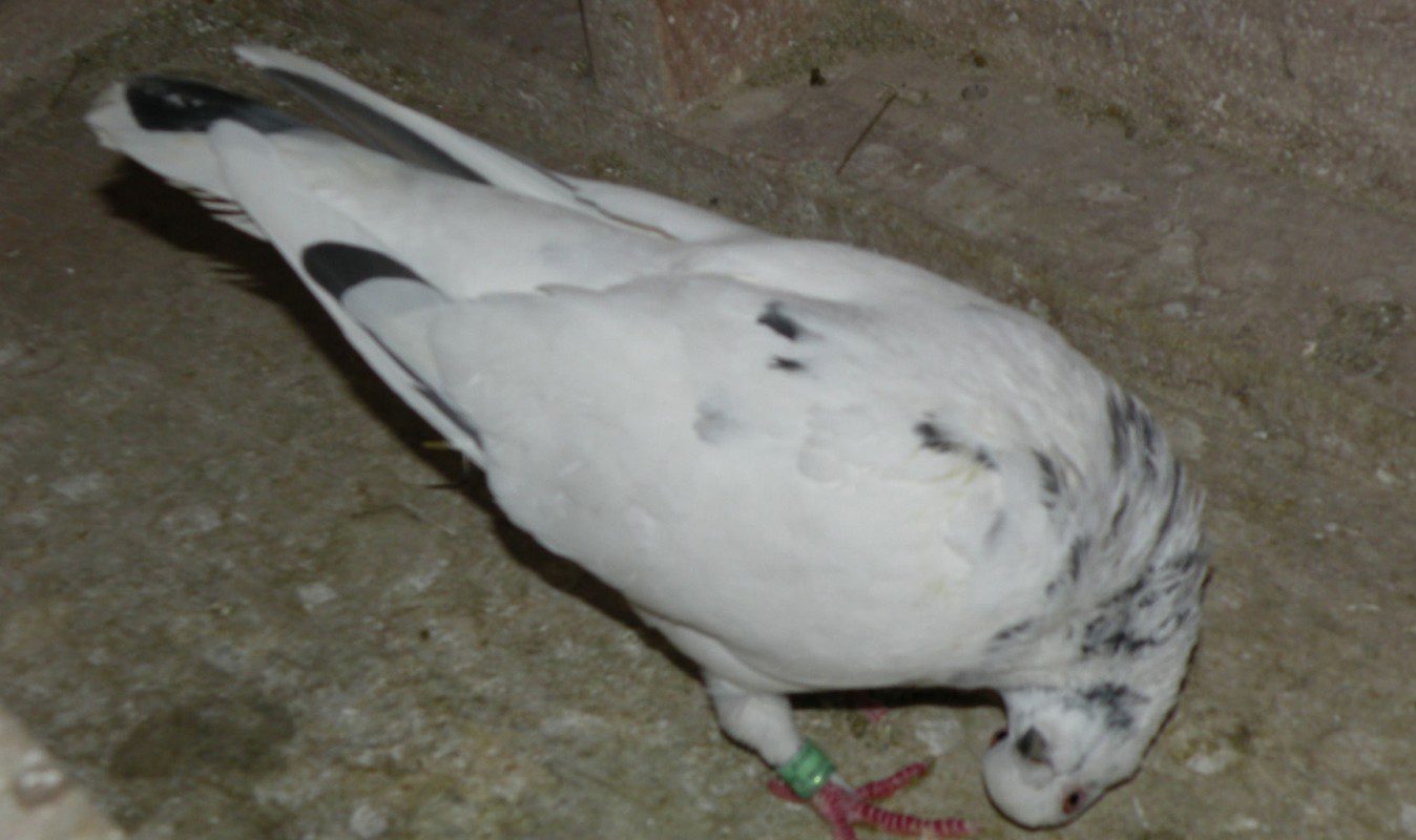 بیماری کله گیجی کبوتر