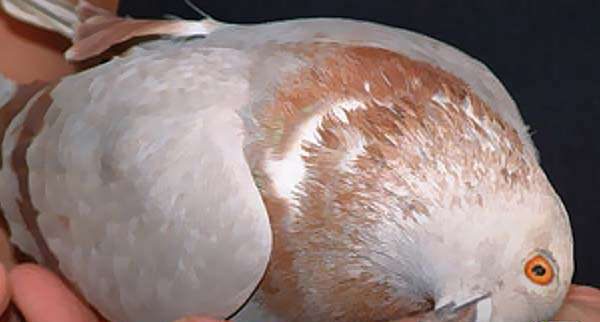 بیماری سرگیجی کبوتر
