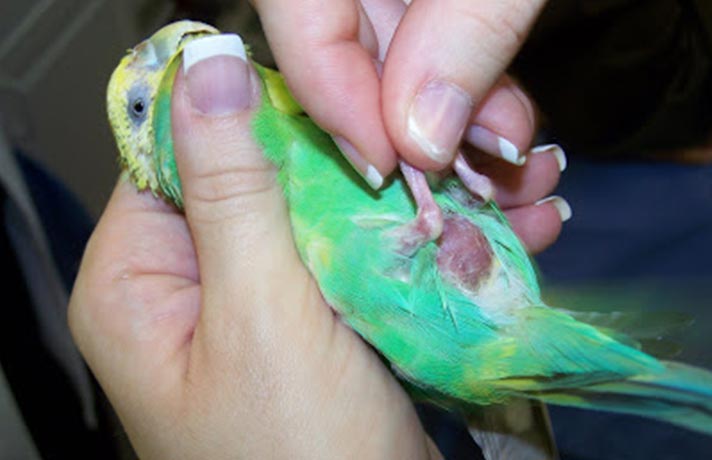 درمان بیماری کبد پرندگان 