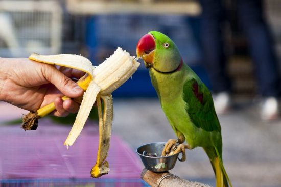 DanielOsterkamp Parroteatingbanana 5bb8c5d4c9e77c005165295e min 1 e1544813940145 | علائم سوء تغذیه پرندگان و نحوه نجات پرنده