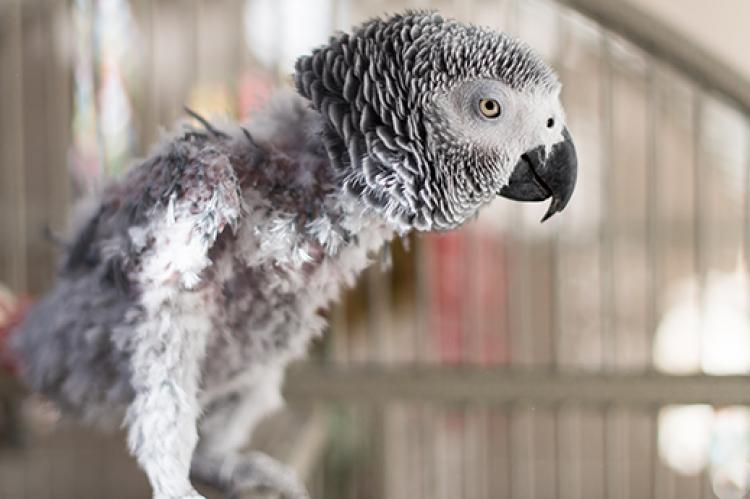 Feather plucking parrot Gregory | 6 روش درمان پرکنی پرندگان