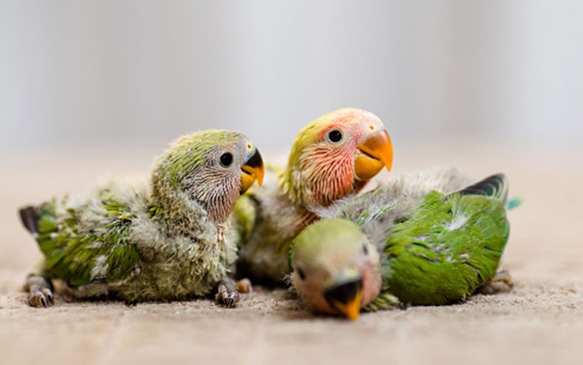 small parrot food | چگونه طوطیمان را در تابستان خنک نگه داریم؟