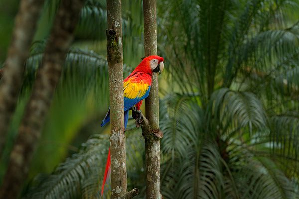 zOJHgAaBRoP8K5Hr00MzA6seasonal changes in parrots spring fever.jpg | چگونه طوطیمان را در تابستان خنک نگه داریم؟