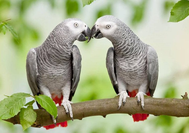 کاسکو؛ ویژگی ها و مراقبت