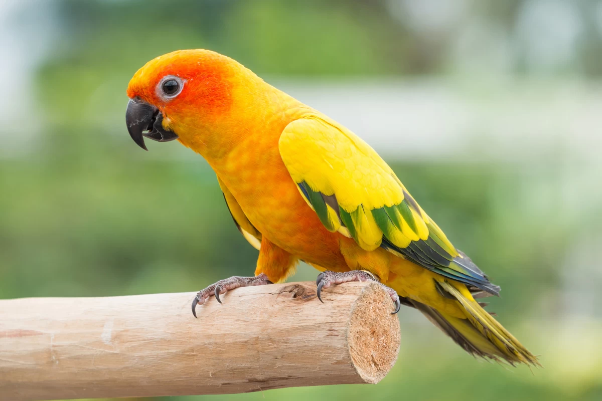 مشخصات گونه طوطی خورشیدی (Sun Conure)