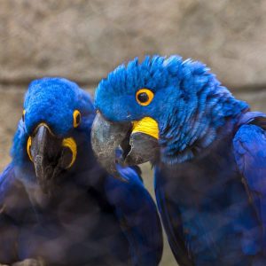 Hyacinth macaw main | صفحه