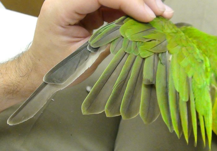 senegal parrot wing | 3 راه برای مراقبت از پرنده ای که در حال پرریزی است