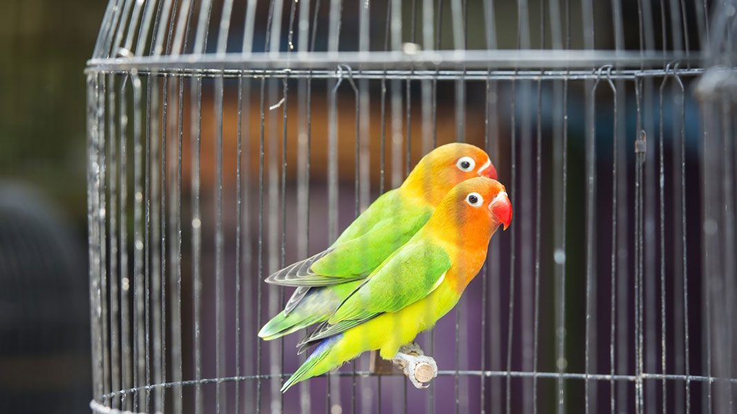 Best Cage for birds | چرا مصرف مکمل ویتامین E برای پرندگان بسیار مهم است؟