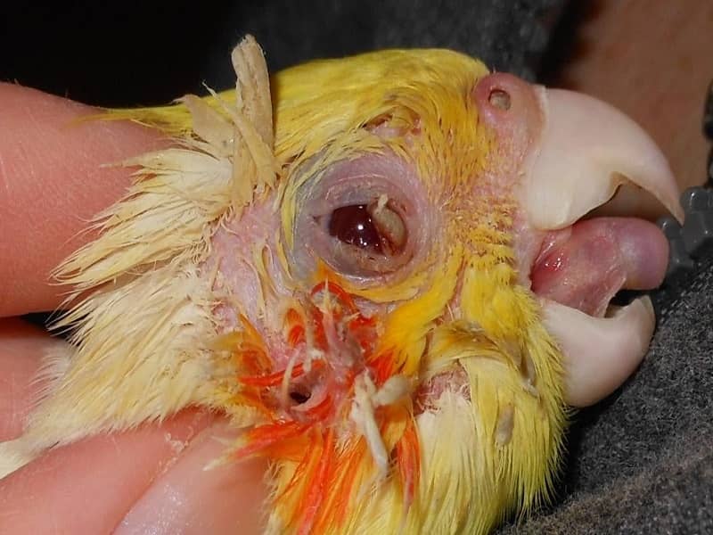 Cockatiel eye infection | دلیل قرمزی چشم عروس هلندی چیست؟