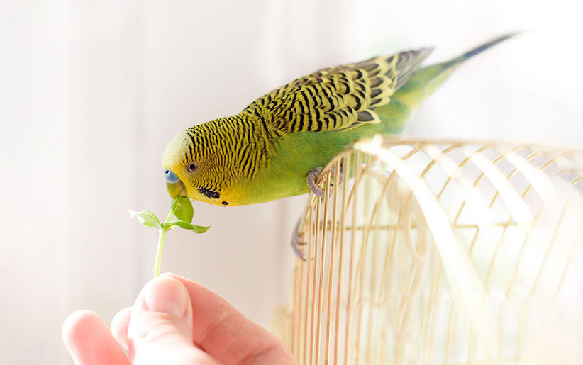 best bird cage | چرا مصرف مکمل ویتامین E برای پرندگان بسیار مهم است؟