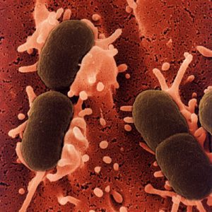 escherichia coli 300x300 1 | درمان بیماری ای کولای در کبوتر