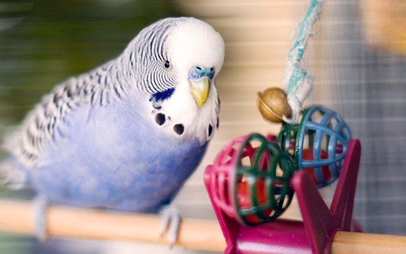 making toys for birds | برای پرنده چی بخرم؟