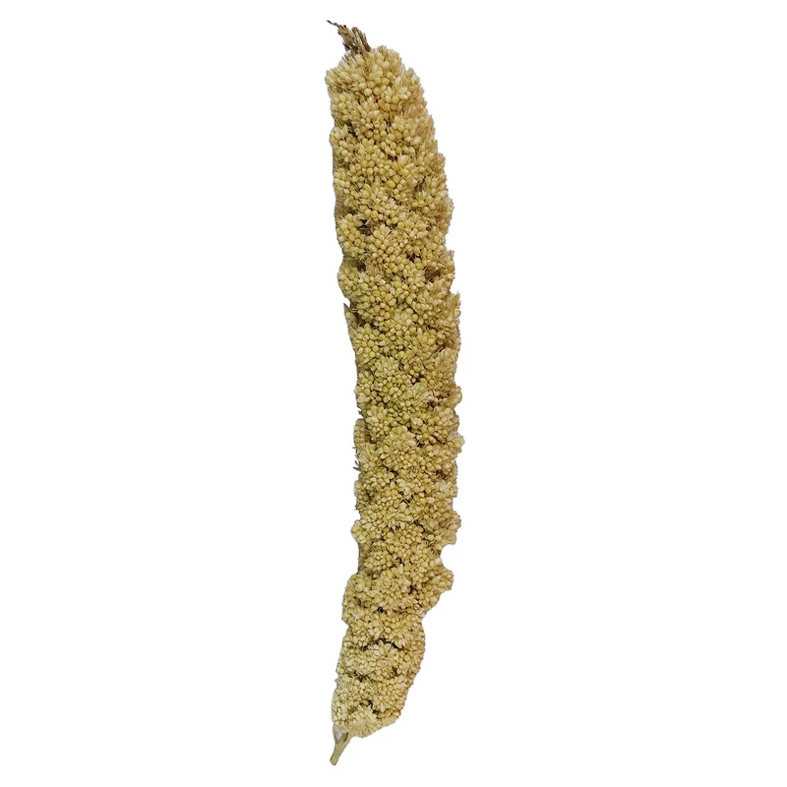 ارزن خوشه ای ارزن خوشه ای