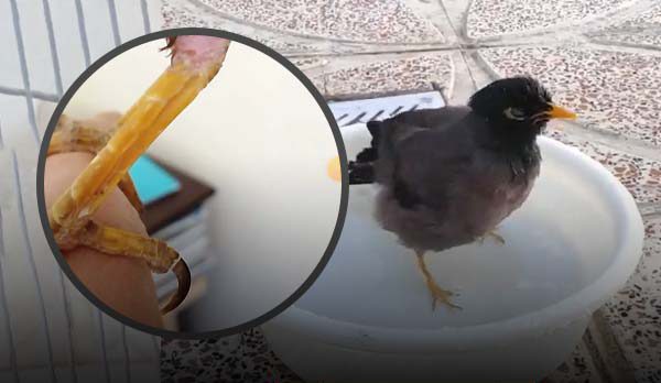راهکارهای جلوگیری از نوک زدن مرغ مینا به پای خودش | علت نوک زدن مرغ مینا به پای خودش