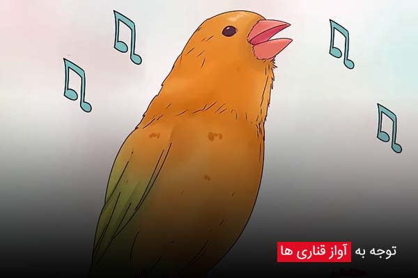 توجه به آواز قناری ها | روش ها و تکنیک های تشخیص سن و جنسیت قناری به صورت حرفه ای