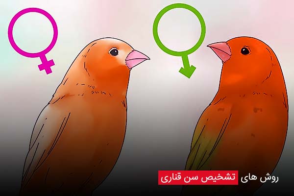 روش های تشخیص سن قناری | روش ها و تکنیک های تشخیص سن و جنسیت قناری به صورت حرفه ای