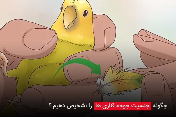 چگونه جنسیت جوجه قناری ها را تشخیص دهیم ؟ | روش ها و تکنیک های تشخیص سن و جنسیت قناری به صورت حرفه ای