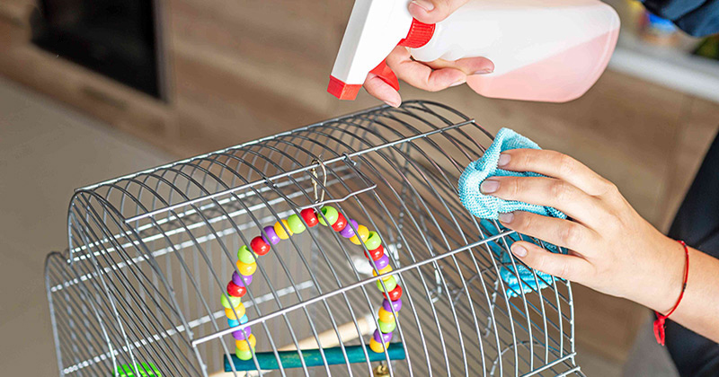 cleaning bird cag | درمان بی حالی عروس هلندی