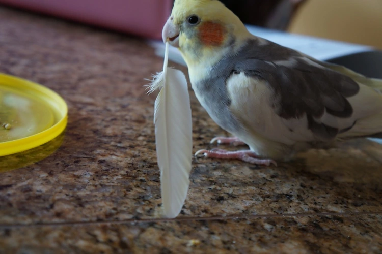 Cockatiel Losing Feathers | چرا پرهای دم عروس هلندی رشد نمی کند؟