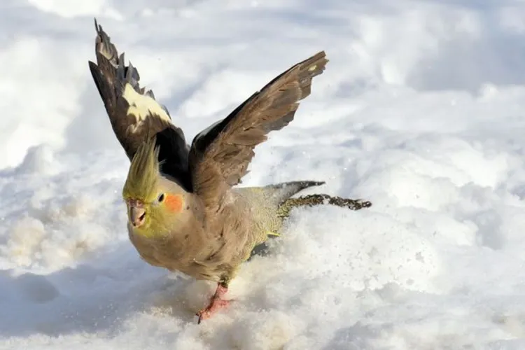 cockatiel get cold | آشنایی با بیماری های عروس هلندی + درمان