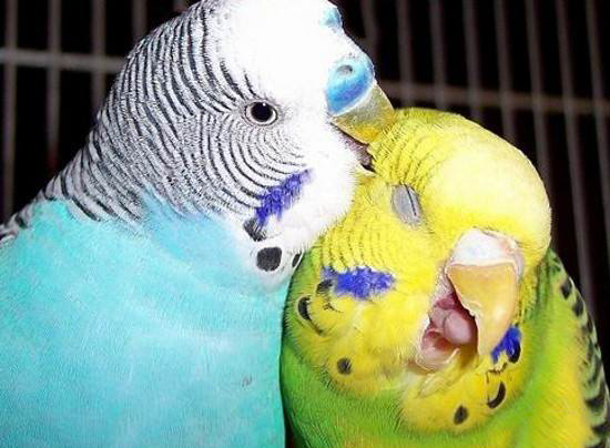 Lovebird 28 | از کجا بفهمیم مرغ عشق بالغ است؟
