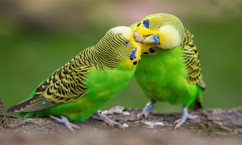 Untitled 3 copy | از کجا بفهمیم مرغ عشق بالغ است؟