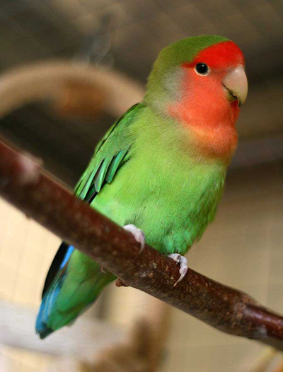 meet2 brazilian2 parrot1 | چرا طوطی برزیلی تخم نمیذاره؟ (+ پیشگیری)