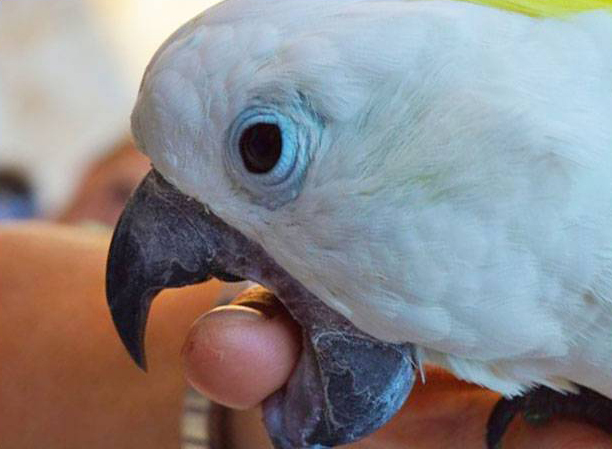 Why does a parrot bite | چرا طوطی برزیلی گاز میگیره؟