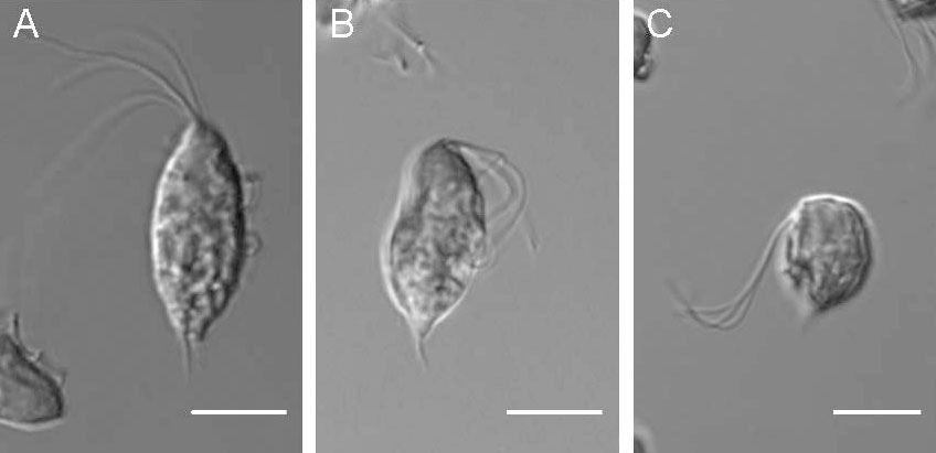 Trichomonas gallinae زیر میکروسکوپ